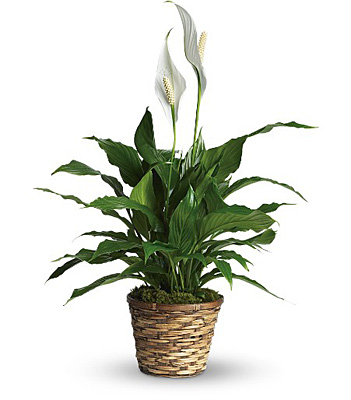 Simply Elegant Spathiphyllum - Small from Rees Flowers & Gifts in Gahanna, OH
